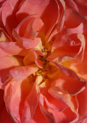 Rose flower blossom macro