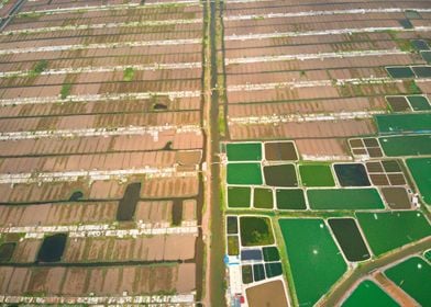 Shrimp farms in Giao Thuy 