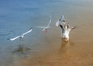 Gulls