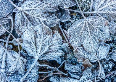 Frosty leaf 