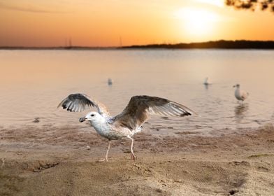 Gull at the beach