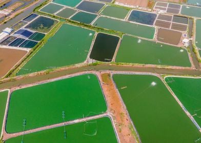 Shrimp farms