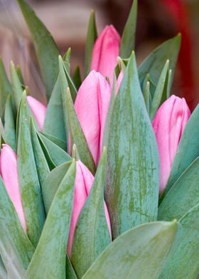 tulip flower in spring in 