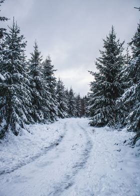 Snowy path into nowhere