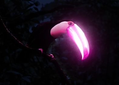 Luminous Toucan