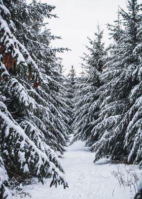 path between snowy trees