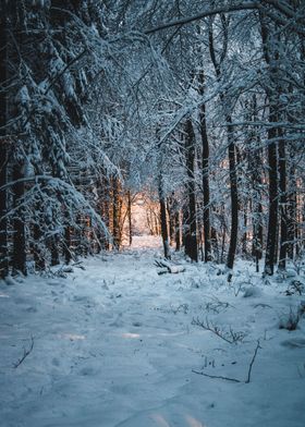 snowy path to the light