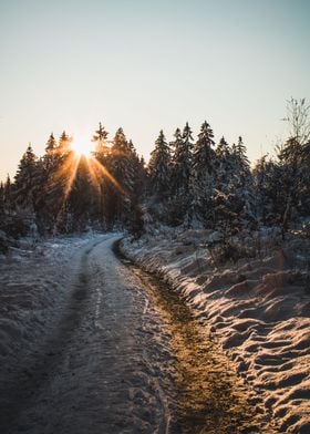 sunset behind treetops