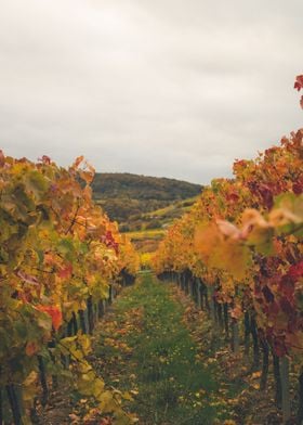 Vineyard Autumn Landscape