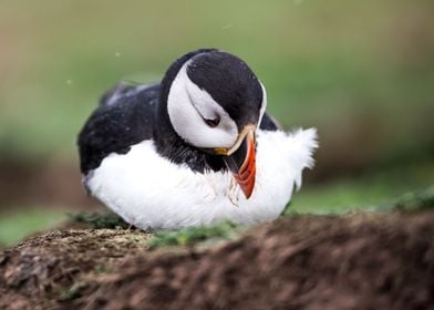 Puffin