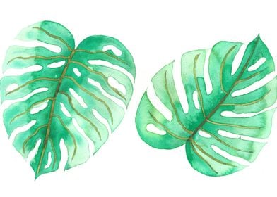 Watercolor Monstera Leaves