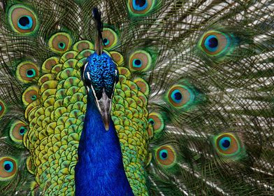 Peacock bird portrait