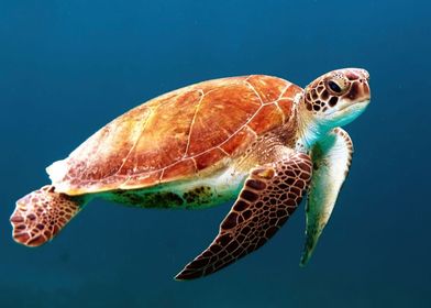 Sea turtle in the ocean