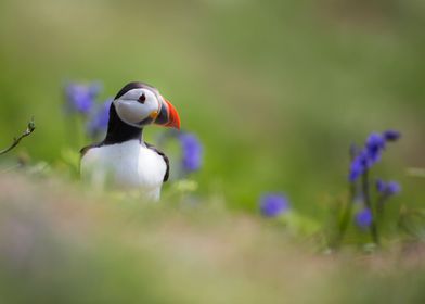 Puffin