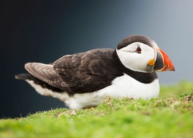 Puffin