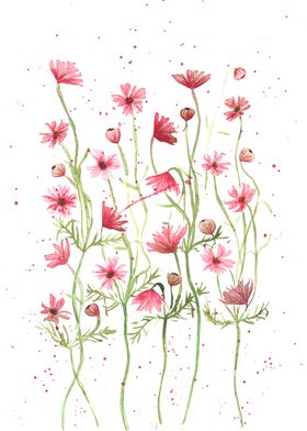 Pink Daisies