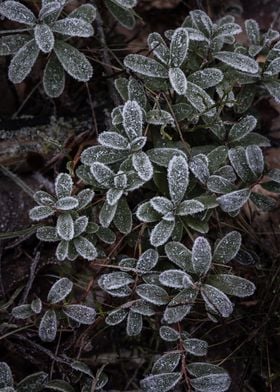 Frost covered lingonberry