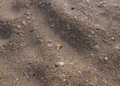 Sable de coquillages