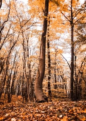 Amber autumn forest