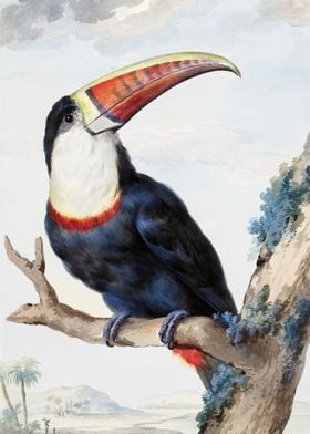 Redbilled Toucan