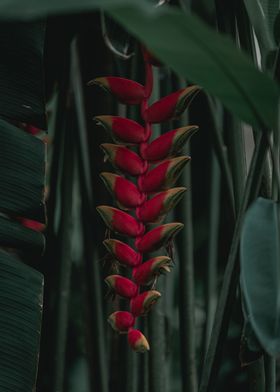 Heliconia rostrata