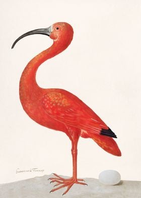 Scarlet Ibis with an Egg