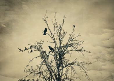 Birds in the tree