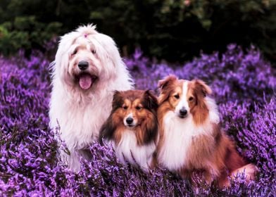 Shetland Sheepdog