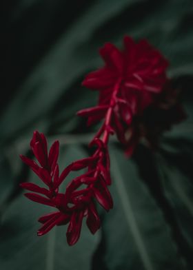 Alpinia purpurata