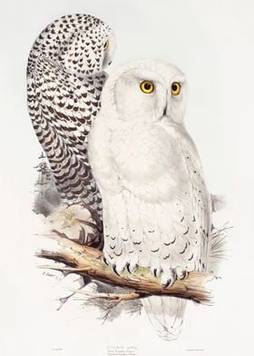 Snowy Owl