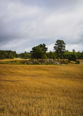 Swedish landscape view 