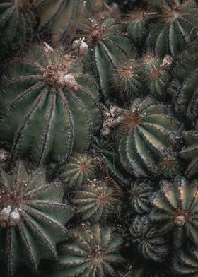 Parodia magnifica