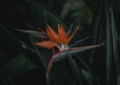 Strelitzia reginae