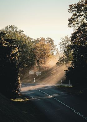 sunrise through trees