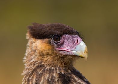 Caracara