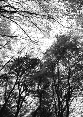 Black and white forest sky