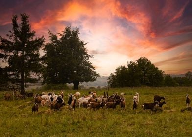 Herd of goats