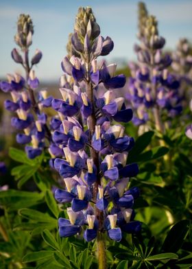 Alaska Lupine