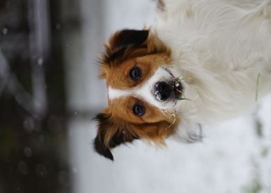 Happy Dog