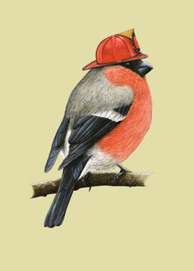 Eurasian bullfinch