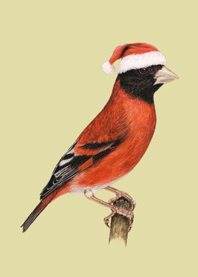 Red siskin