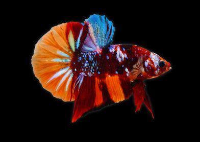 Multicolor Betta Fish