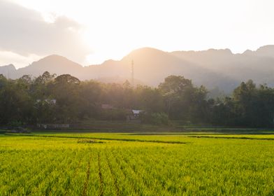 Toraja rice field