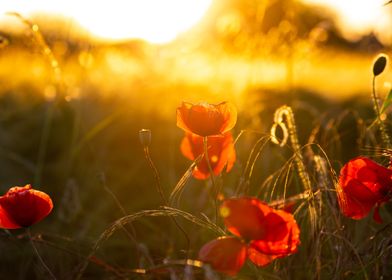 Red Flowers sunrise 