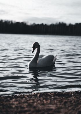 Swan