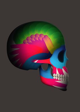 Skull with color structure