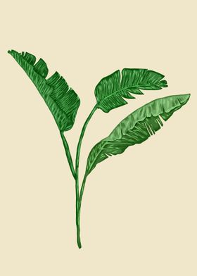 Banana Leaves 