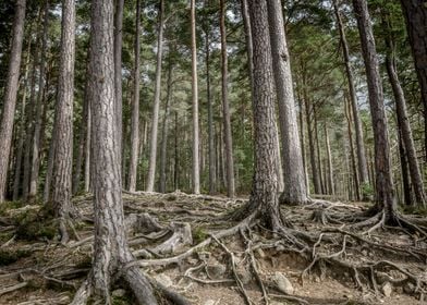 Forest in Scotland