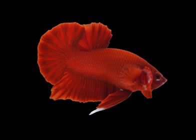 Super Red Betta Fish