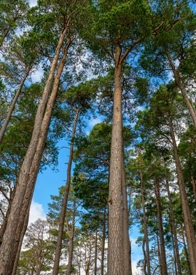 Forest in Scotland